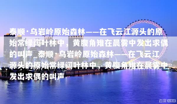 泰顺·乌岩岭原始森林——在飞云江源头的原始常绿阔叶林中，黄腹角雉在晨雾中发出求偶的叫声_泰顺·乌岩岭原始森林——在飞云江源头的原始常绿阔叶林中，黄腹角雉在晨雾中发出求偶的叫声